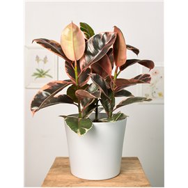 Fikus 'Belize' | Duży