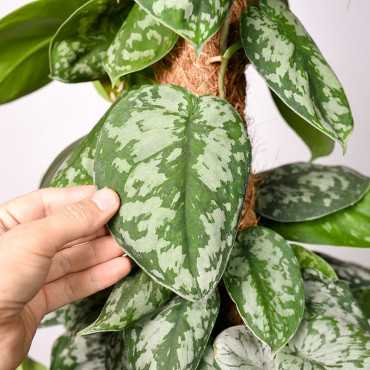 Scindapsus 'Trebie' | Na pniu