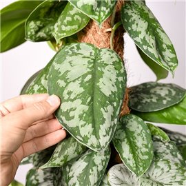 Scindapsus 'Trebie' | Na pniu