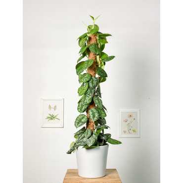 Scindapsus 'Trebie' | Na pniu