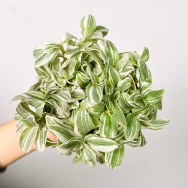 Trzykrotka 'Tenderness'