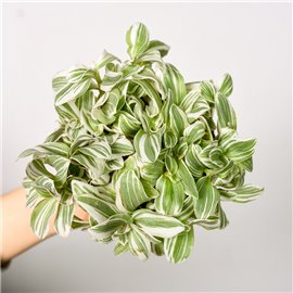 Trzykrotka 'Tenderness'