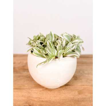 Trzykrotka 'Tenderness'