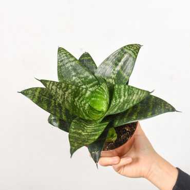 Sansewieria 'Green Hahnii'