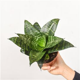 Sansewieria 'Green Hahnii'