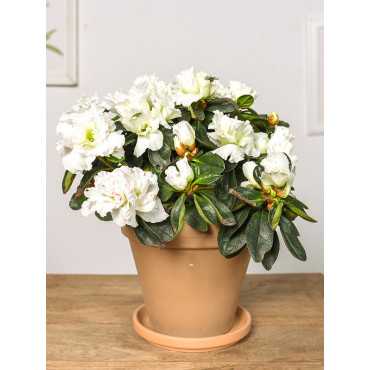 Azalia Biała Azalia Biała