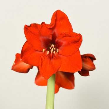 Amarylis | Czerwony