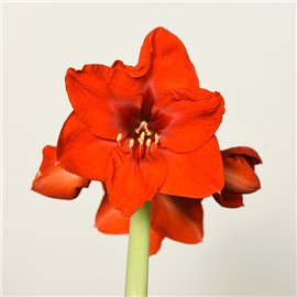 Amarylis | Czerwony