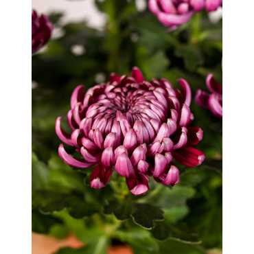 Chryzantema wielkokwiatowa | Fioletowa Chryzantema wielkokwiatowa | Fioletowa