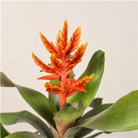 Echmea 'Elegant Flames'