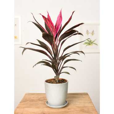 Kordylina 'Mambo'