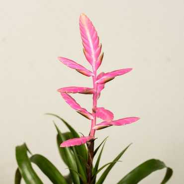 Tillandsia 'Andreas'
