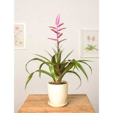 Tillandsia 'Andreas'
