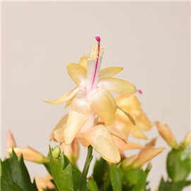 Szlumbergera