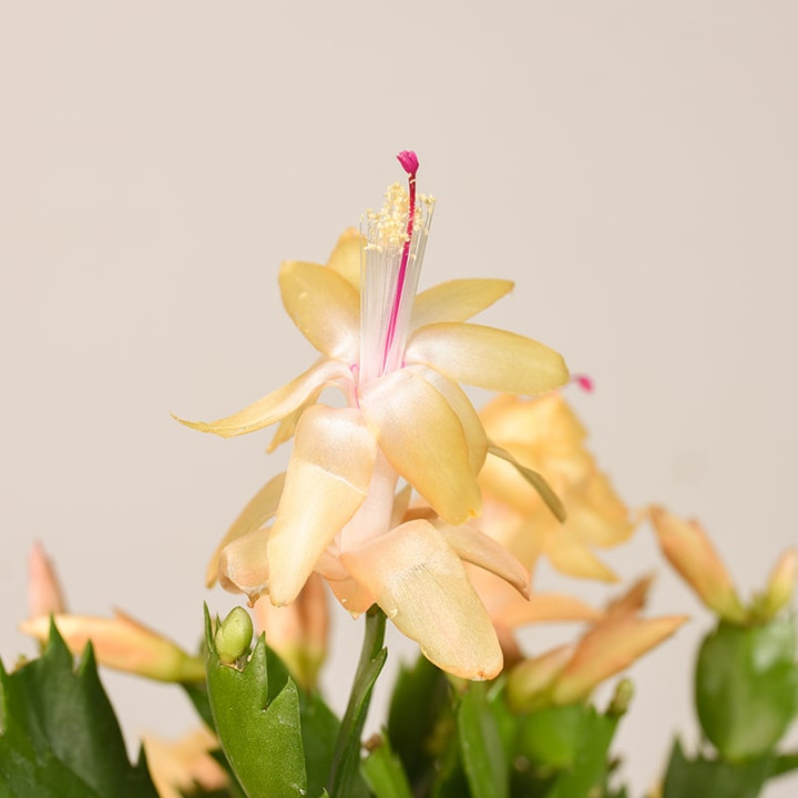 Szlumbergera