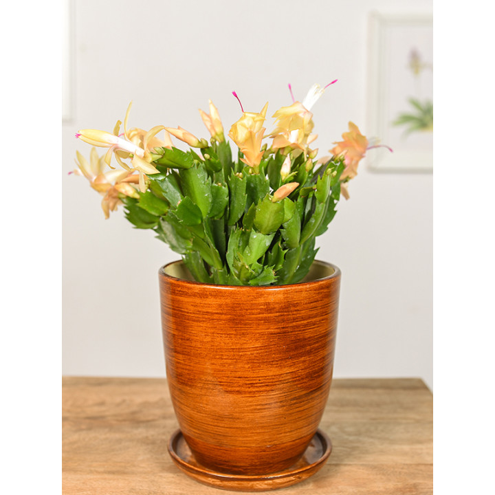 Szlumbergera