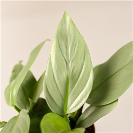 Filodendron 'Silver Queen' | Mały