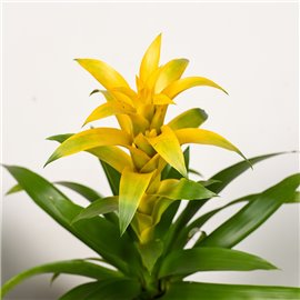 Guzmania 'Mirador'