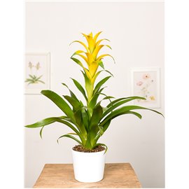 Guzmania 'Mirador'