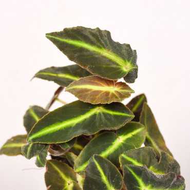 Begonia listada