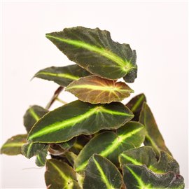 Begonia listada