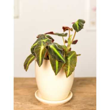 Begonia listada