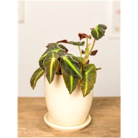 Begonia listada