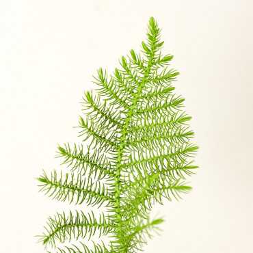 Araukaria wyniosła | Mała