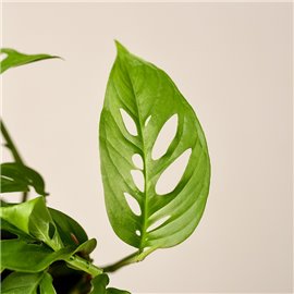 Monstera 'Narrow'