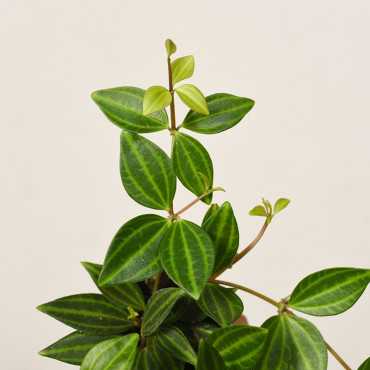 Peperomia 'Rocca Verde'