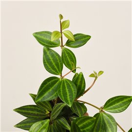 Peperomia 'Rocca Verde'