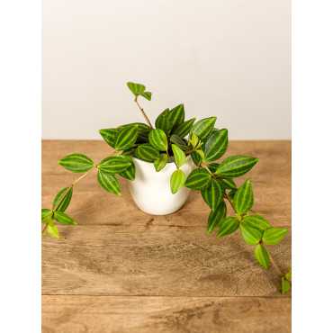 Peperomia 'Rocca Verde'