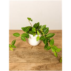 Peperomia 'Rocca Verde'