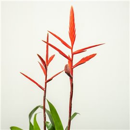 Frizea 'Elan'
