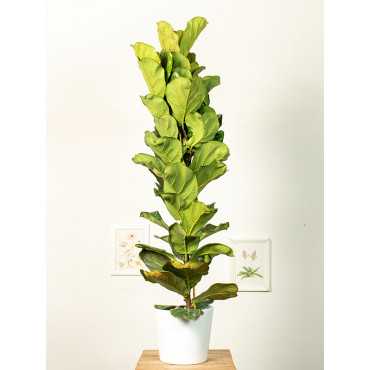 Fikus lirolistny | Duży