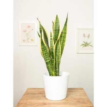 Sansewieria 'Laurentii' Sansewieria 'Laurentii'