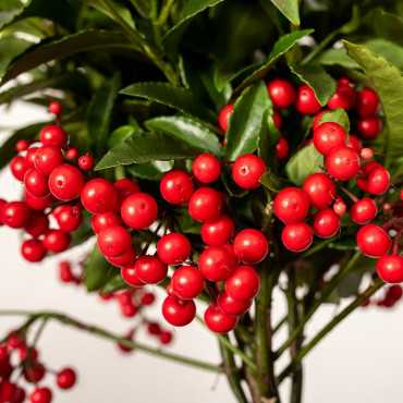 Ardizja karbowana | Czerwona