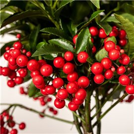 Ardizja karbowana | Czerwona