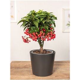 Ardizja karbowana | Czerwona