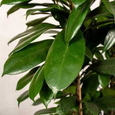 Fikus cyathistipula | Duży