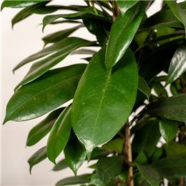 Fikus cyathistipula | Duży