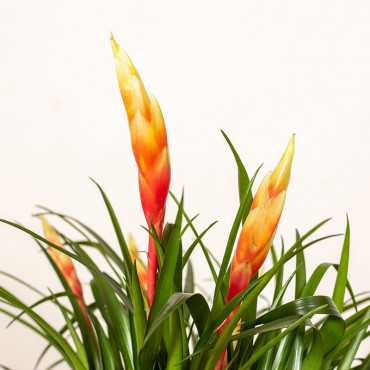 Frizea 'Shannon' Frizea 'Shannon'