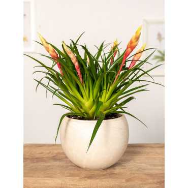 Frizea 'Shannon' Frizea 'Shannon'