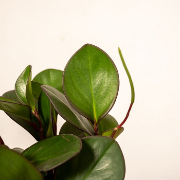 Peperomia 'Red Margi'