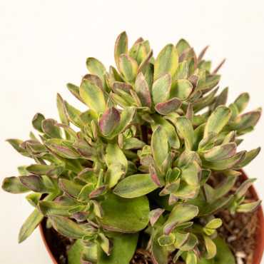 Grubosz swaziensis 'Variegata'