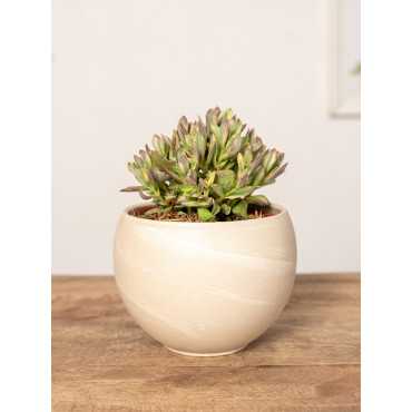 Grubosz swaziensis 'Variegata'