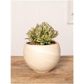 Grubosz swaziensis 'Variegata'