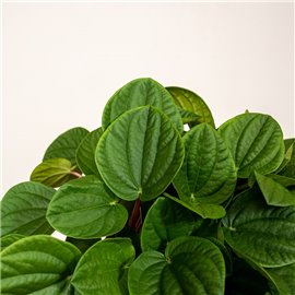 Peperomia 'Rana Verde' | Duża