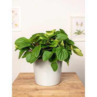 Peperomia 'Rana Verde' | Duża