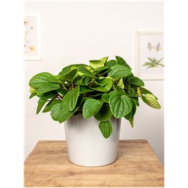 Peperomia 'Rana Verde' | Duża